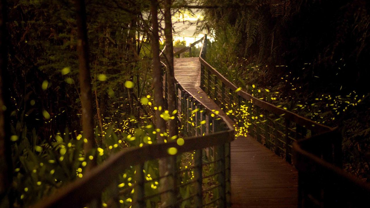 firefly
